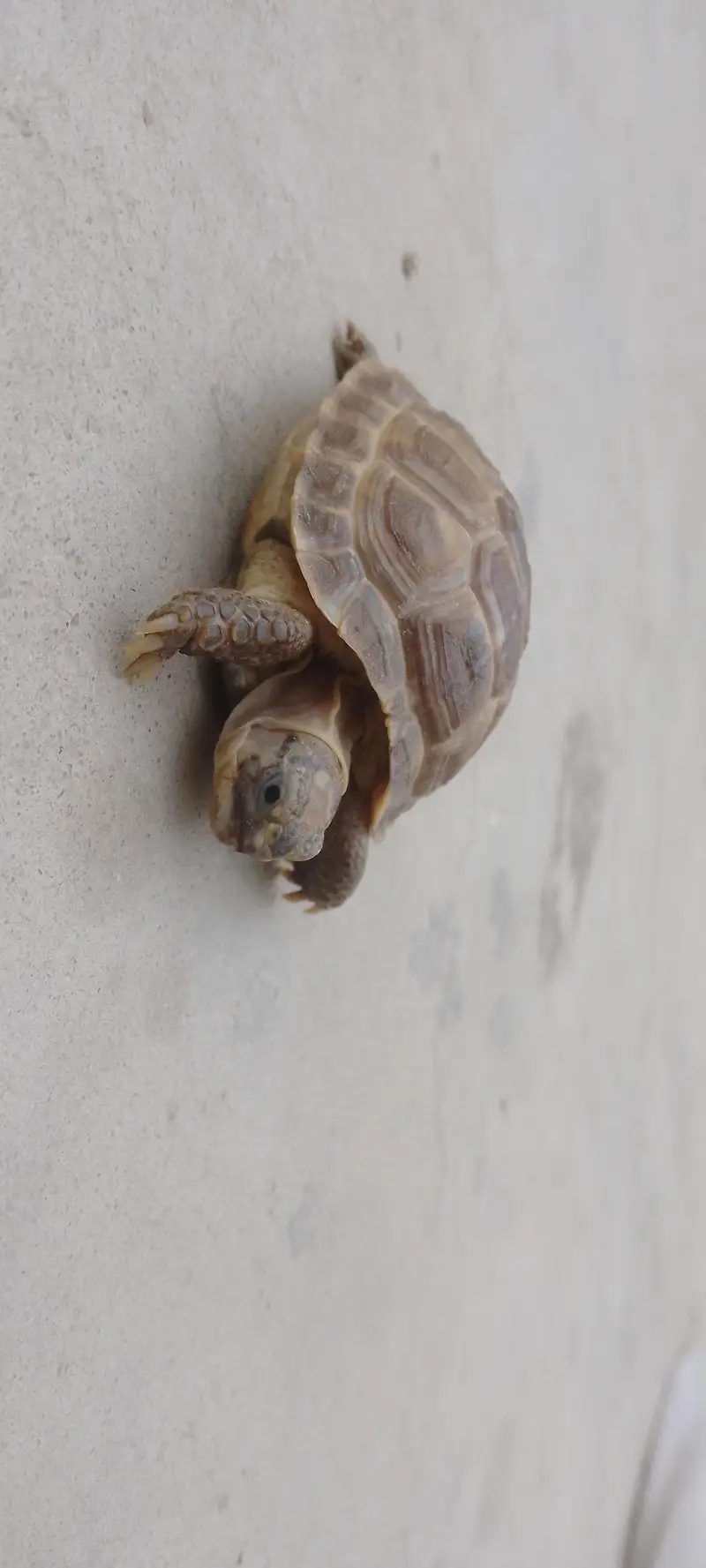 Russian Tortoise Pair — photo 8