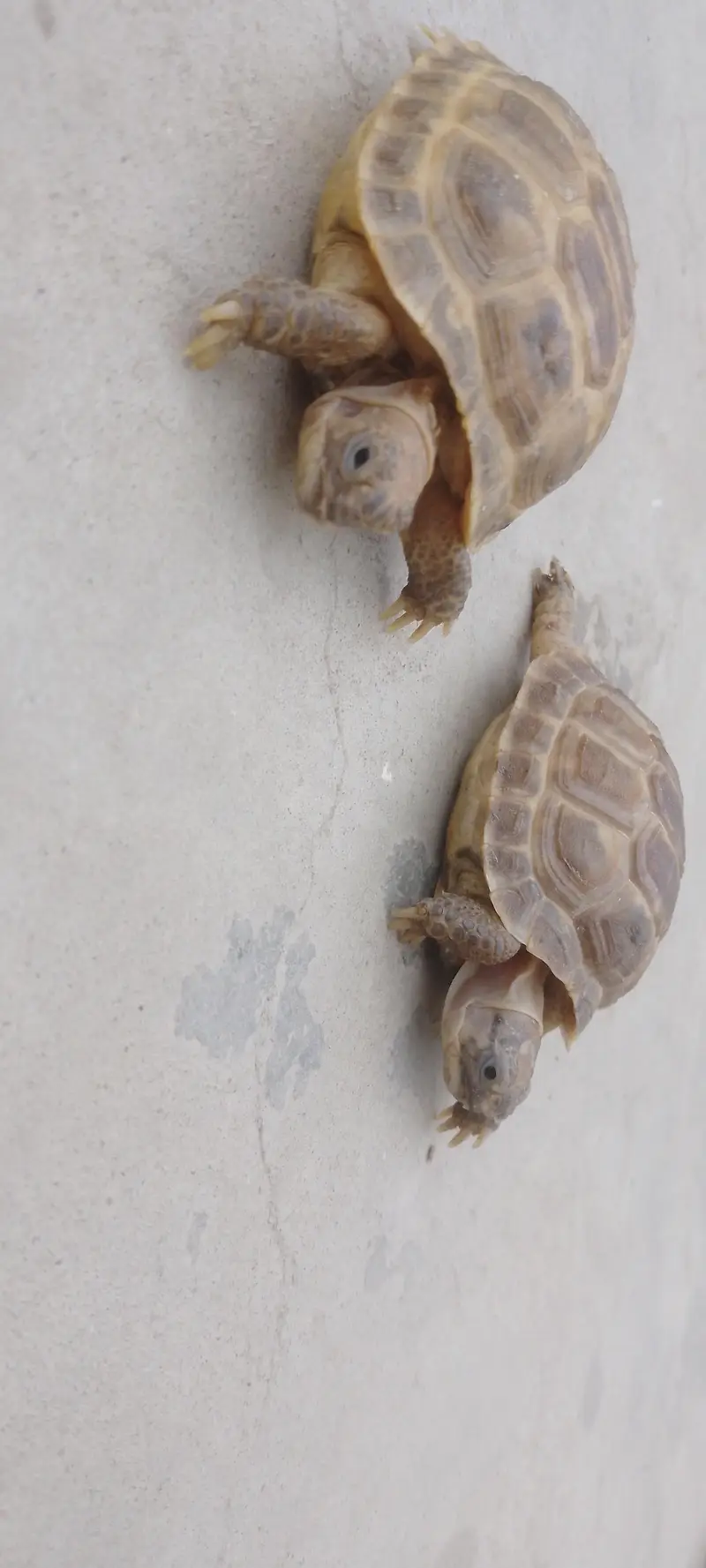 Russian Tortoise Pair — photo 9