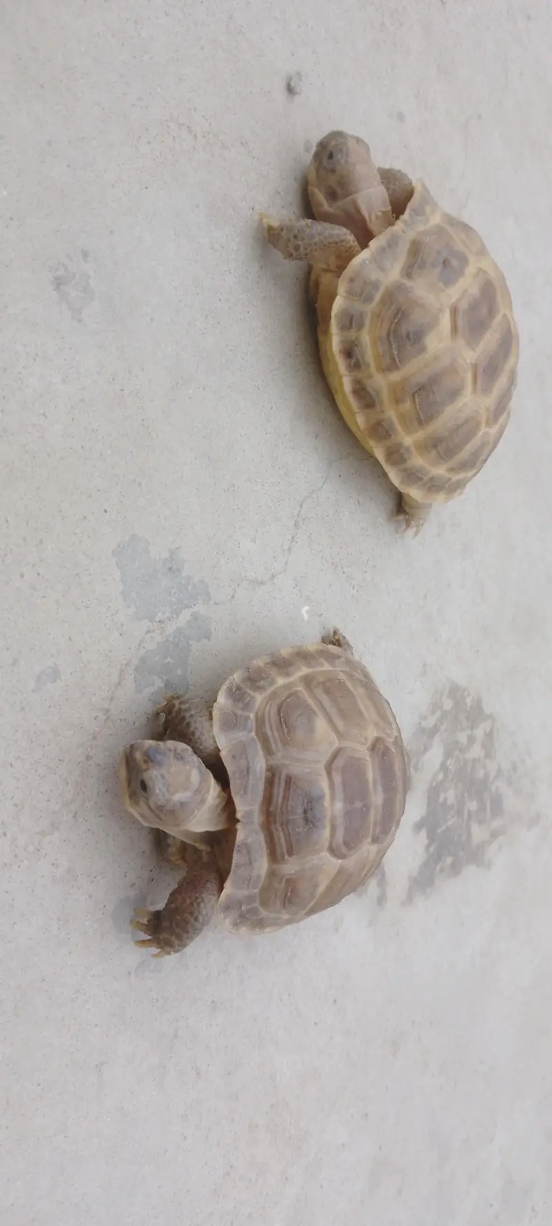 Russian Tortoise Pair — photo 10