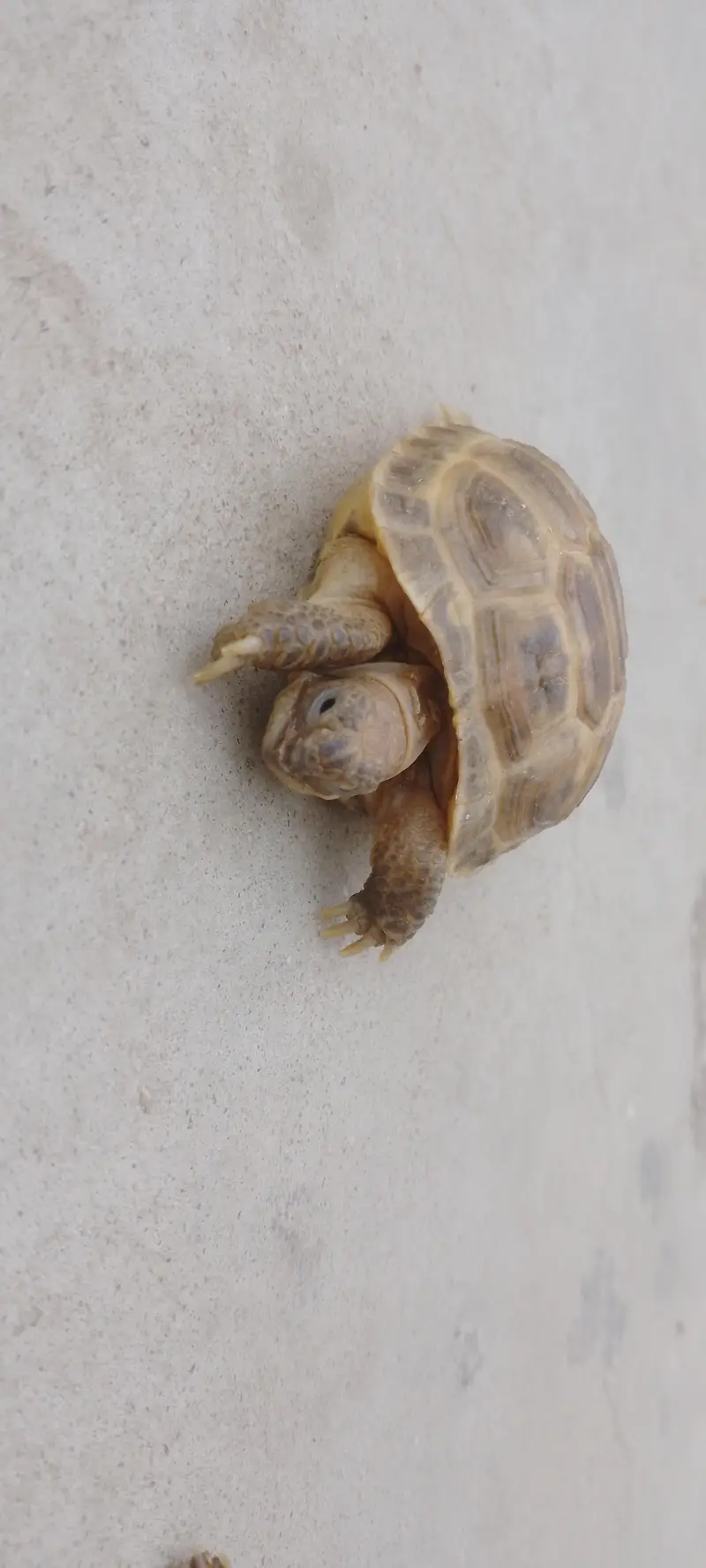 Russian Tortoise Pair — photo 11