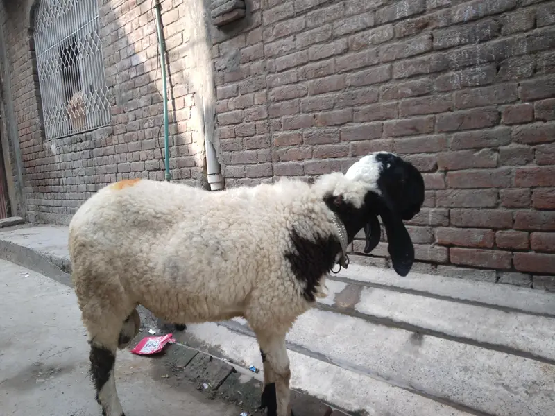 Emergency Sale home chahtra — photo 2