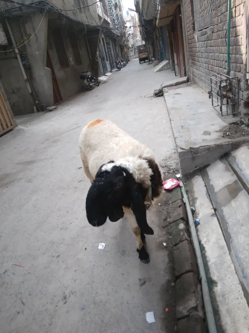 Emergency Sale home chahtra — photo 3