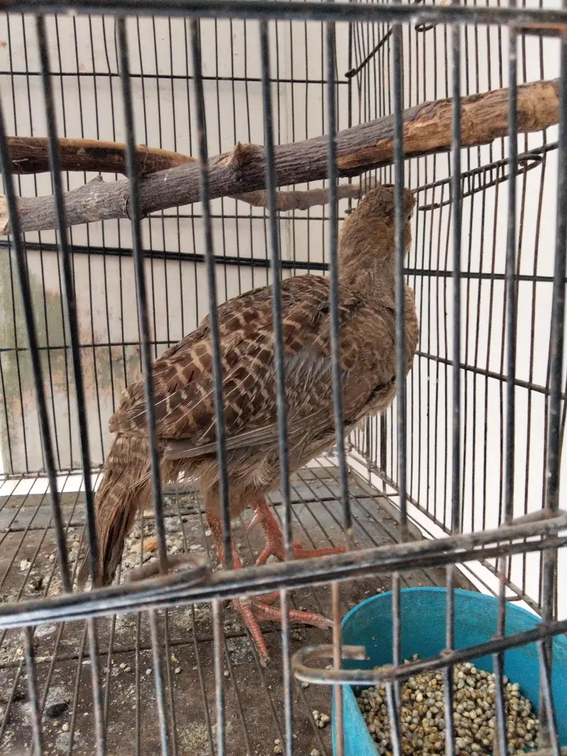 Eraani male Teetar