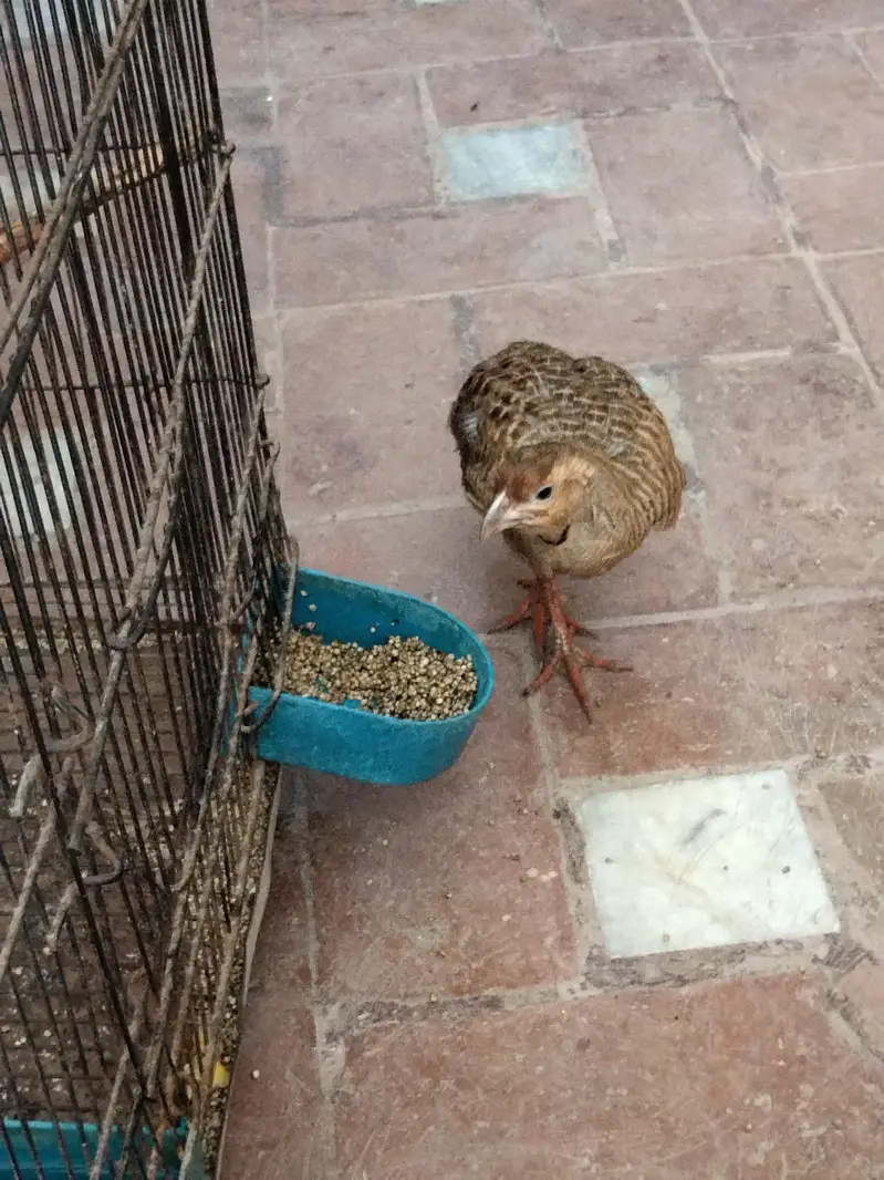 Eraani male Teetar — photo 2