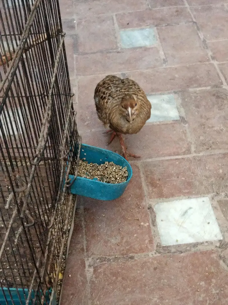 Eraani male Teetar — photo 3