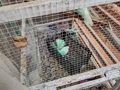 Lucy kabotar pair and other pair for sale