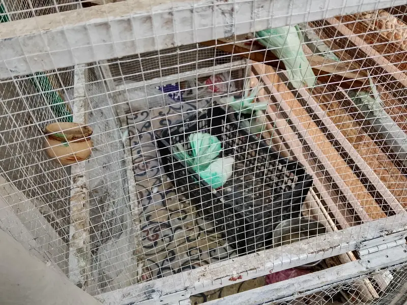 Lucy kabotar pair and other pair for sale