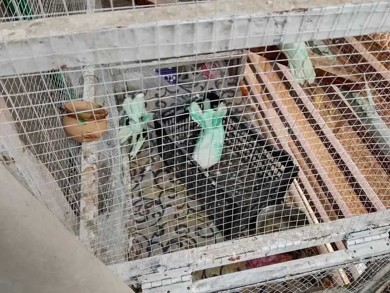 Lucy kabotar pair and other pair for sale — photo 2