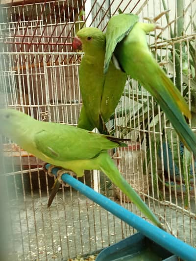 ring neck Bache hn abhi bolna Sikh Rahe hn