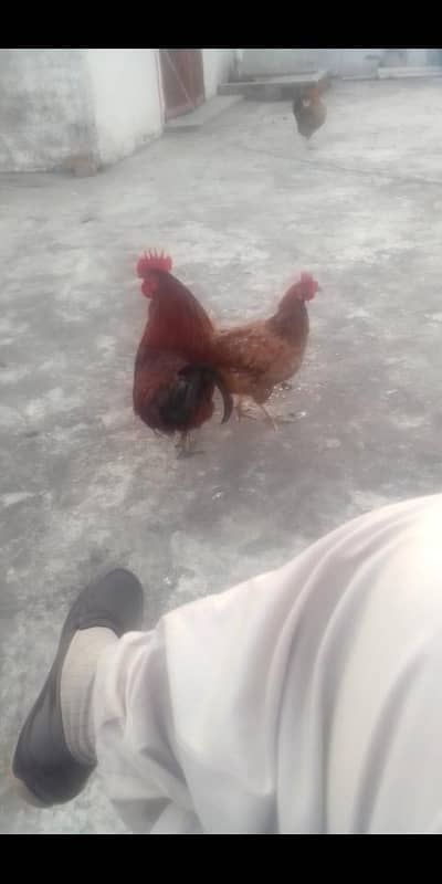Desi murgha for sale