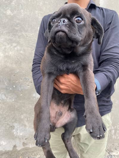 Cute Black Pug Puppy for Sale | Healthy & Adorable