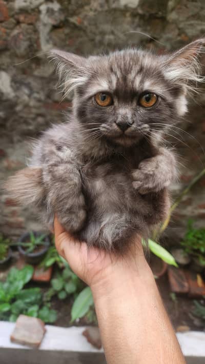persian cat rock grey