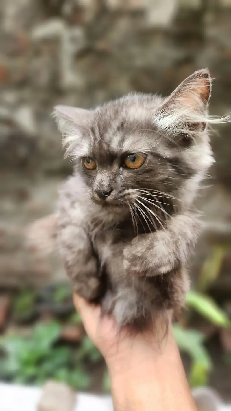 persian cat rock grey — photo 2