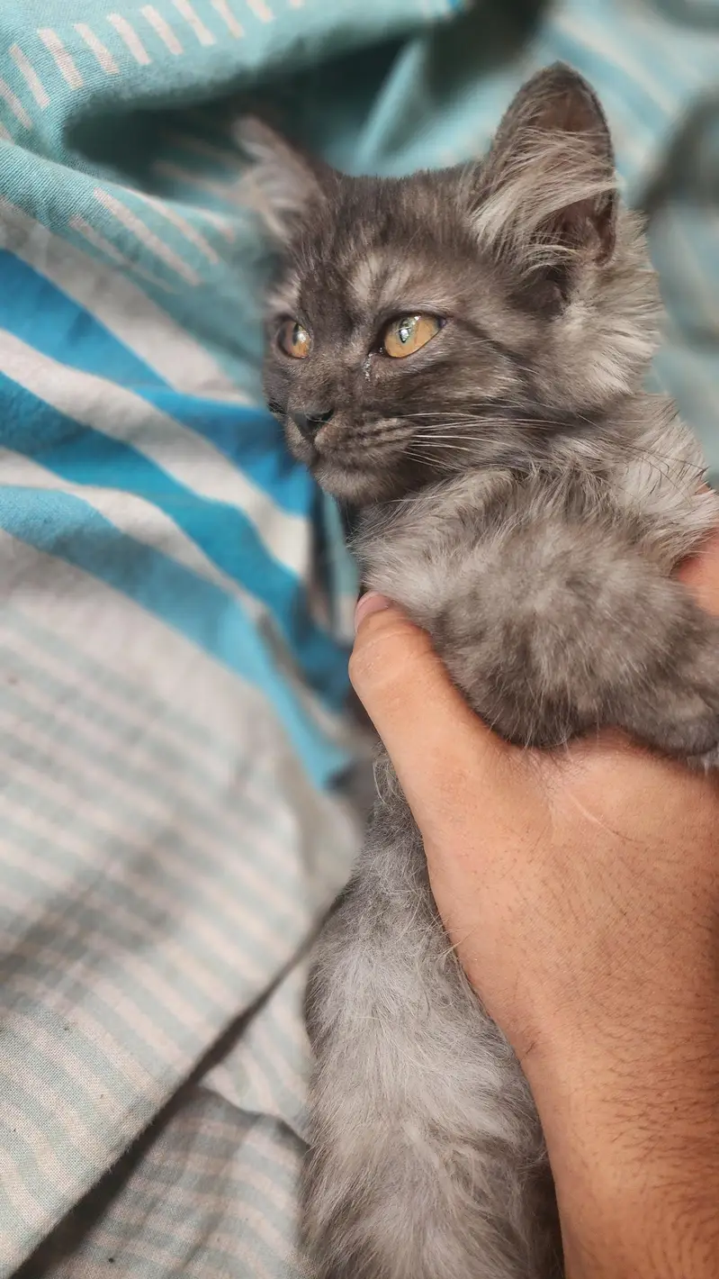 persian cat rock grey — photo 3
