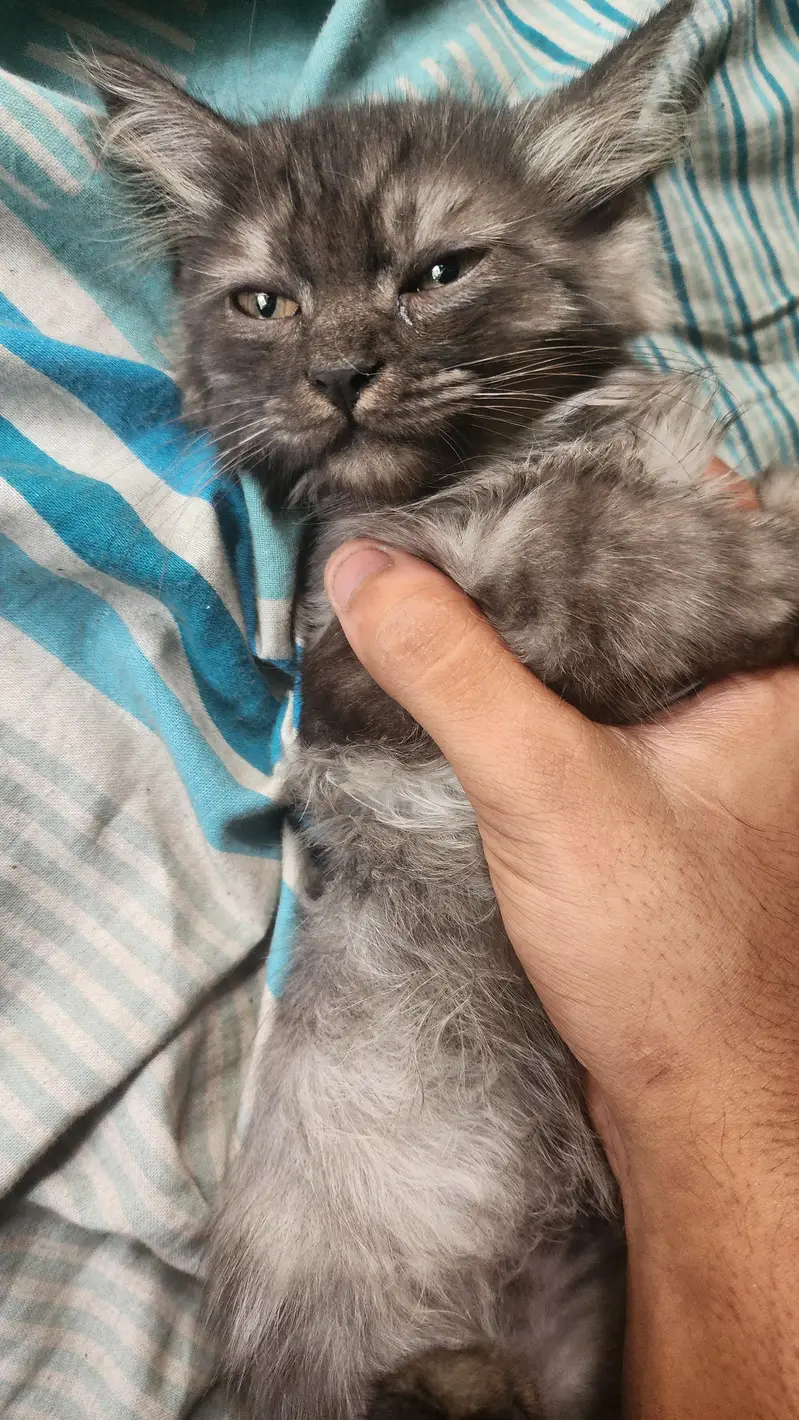 persian cat rock grey — photo 4