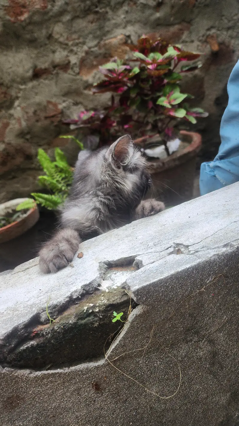 persian cat rock grey — photo 5