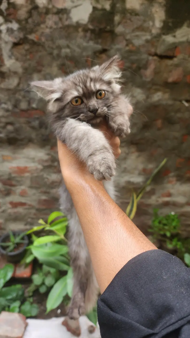 persian cat rock grey — photo 6
