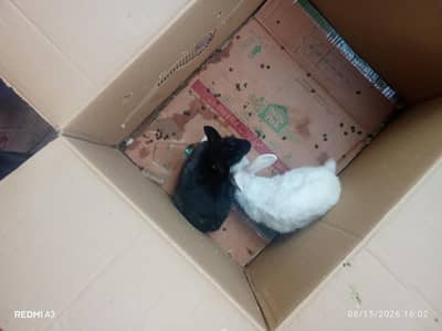 rabbit