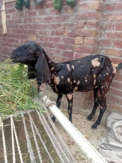 Desi Doghli Tiger print bakri