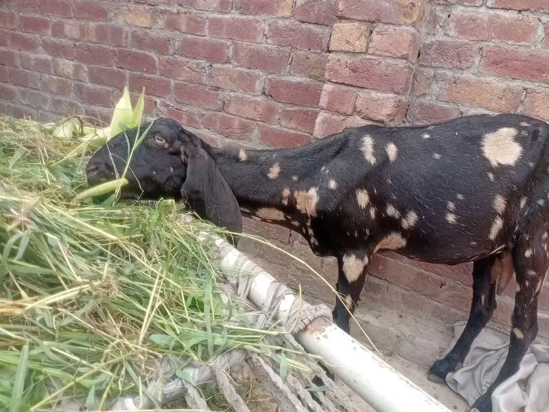 Desi Doghli Tiger print bakri — photo 2