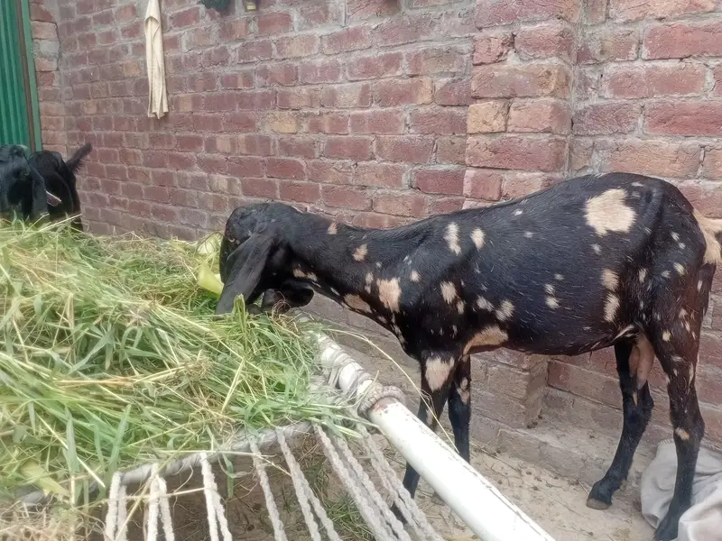 Desi Doghli Tiger print bakri — photo 3
