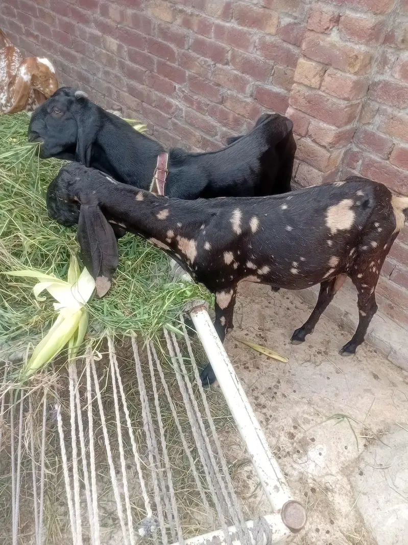 Desi Doghli Tiger print bakri — photo 4