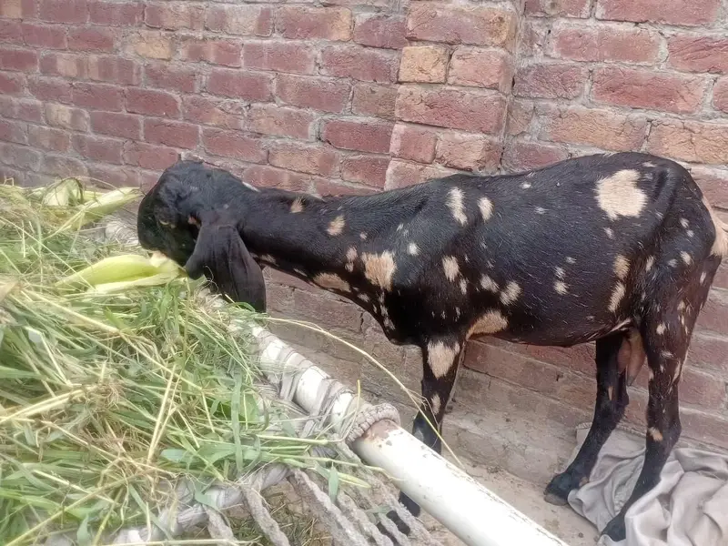 Desi Doghli Tiger print bakri — photo 5