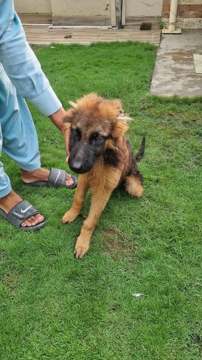 PGSDC elite german shepherd male puppy