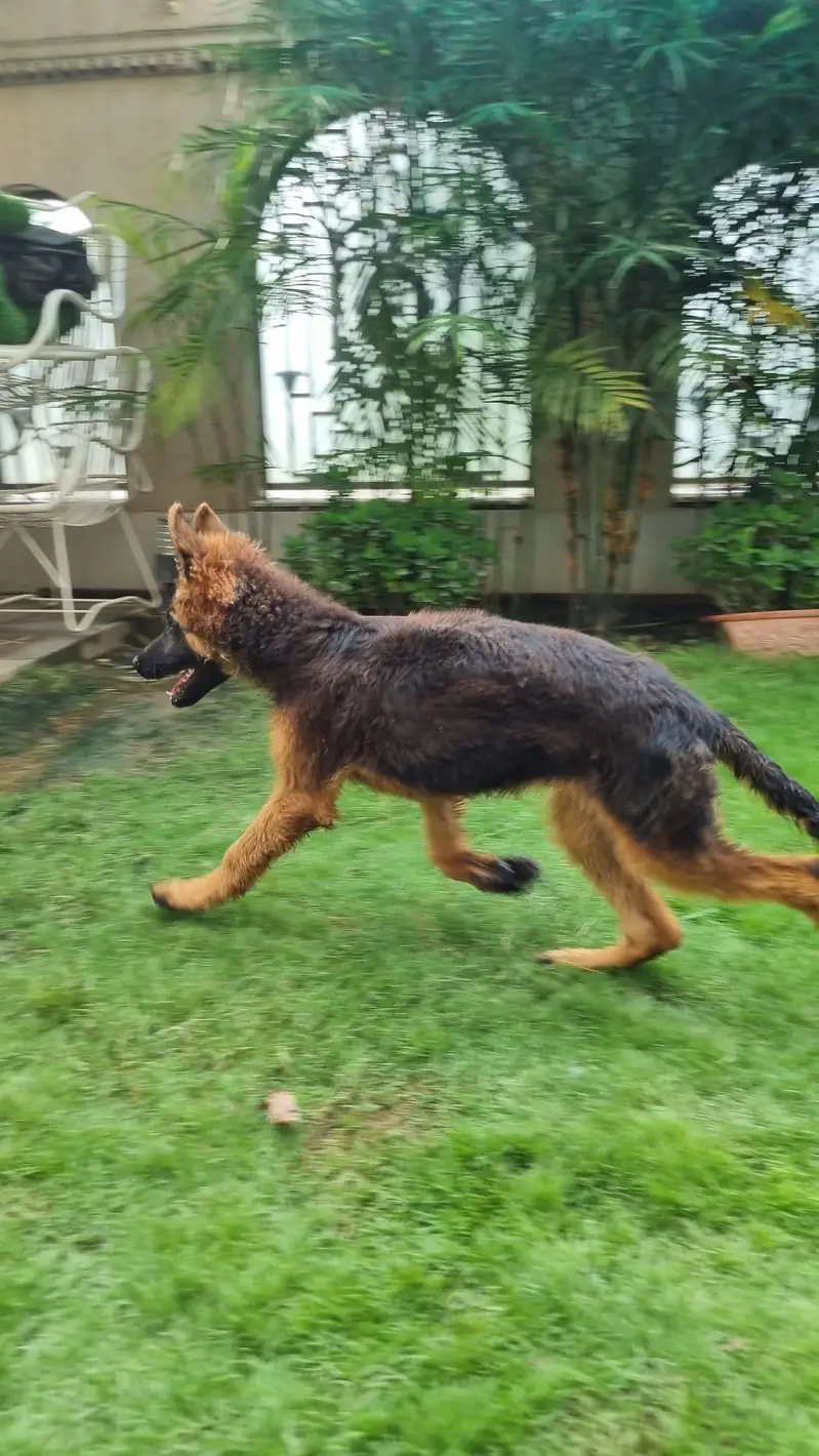PGSDC elite german shepherd male puppy — photo 2