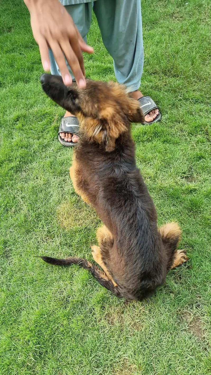 PGSDC elite german shepherd male puppy — photo 3