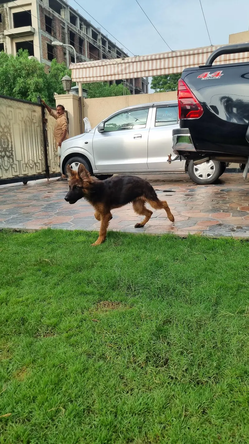 PGSDC elite german shepherd male puppy — photo 4