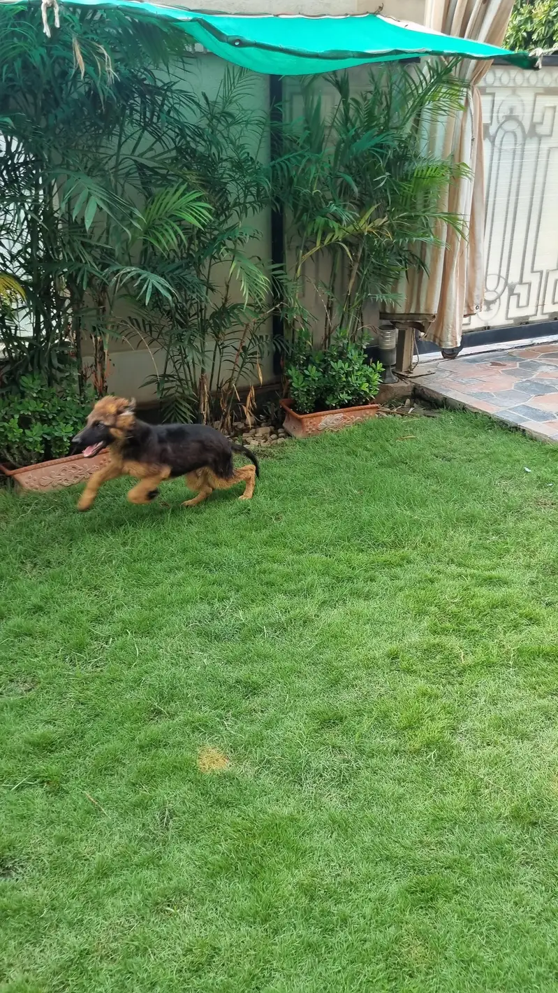 PGSDC elite german shepherd male puppy — photo 5