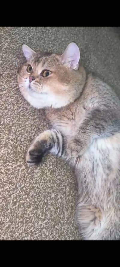 British shorthair male