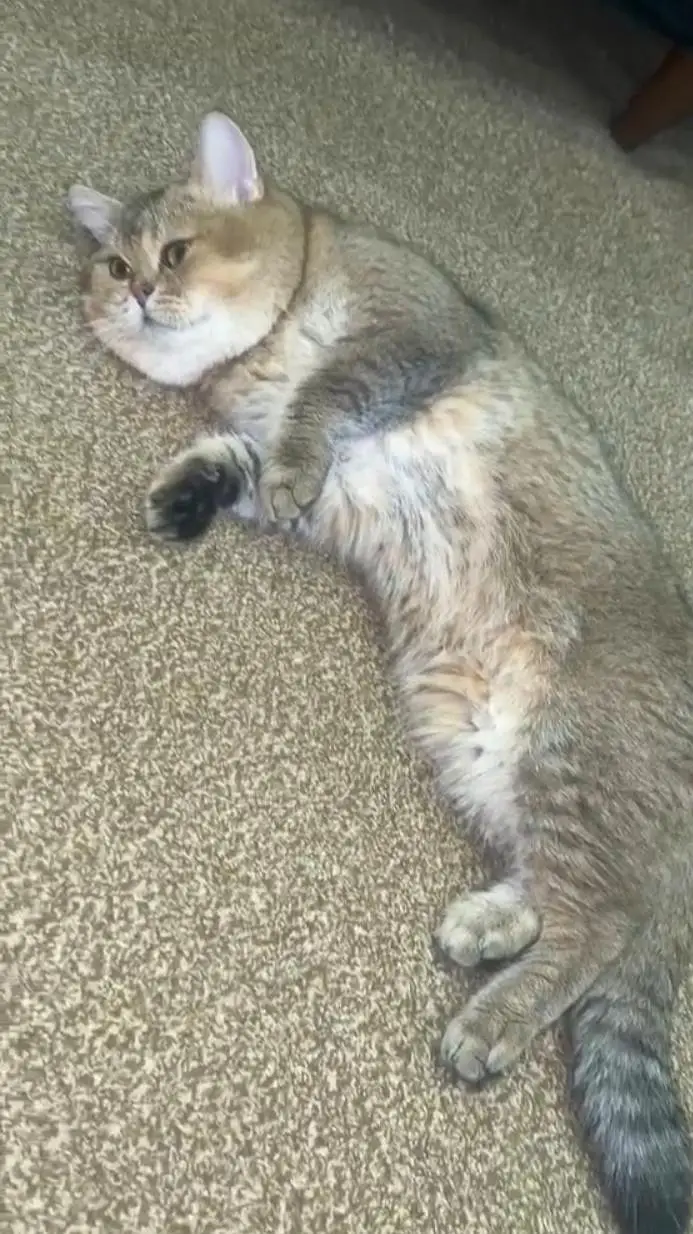 British shorthair male — photo 2