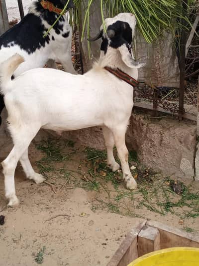 gulabi tapra