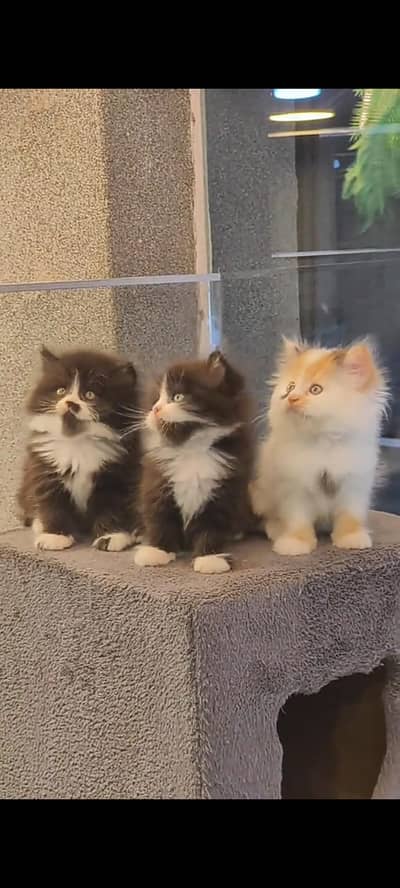 Quality Persian Punch Face cat &kittens 03476305771 WhatsApp
