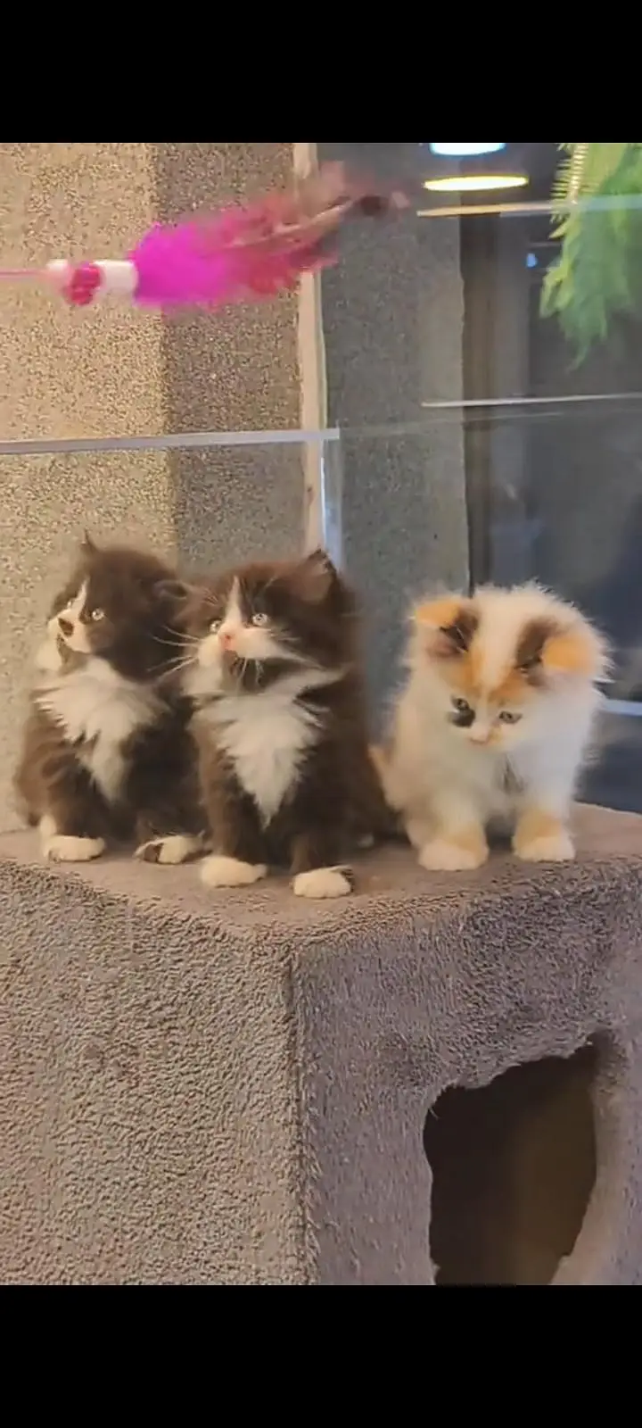 Quality Persian Punch Face cat &kittens 03476305771 WhatsApp — photo 2