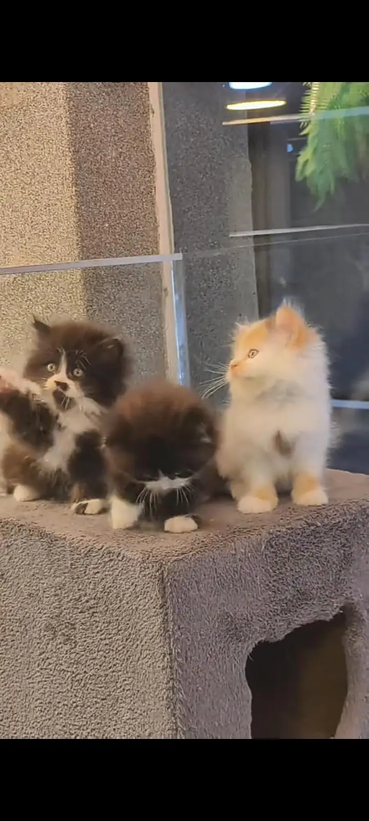 Quality Persian Punch Face cat &kittens 03476305771 WhatsApp — photo 3