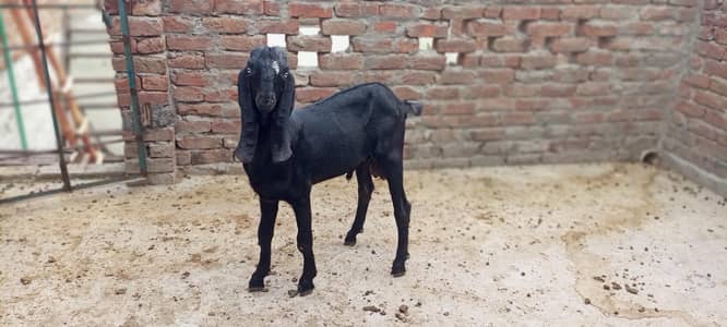 Beetal Ambersari Male