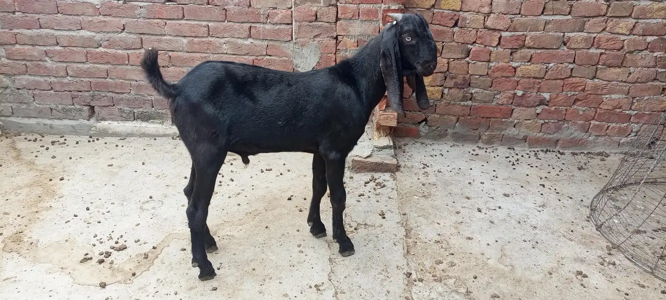 Beetal Ambersari Male — photo 2
