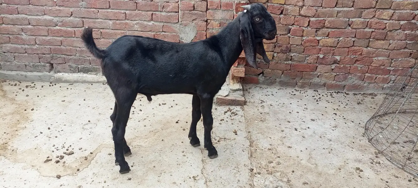 Beetal Ambersari Male — photo 4