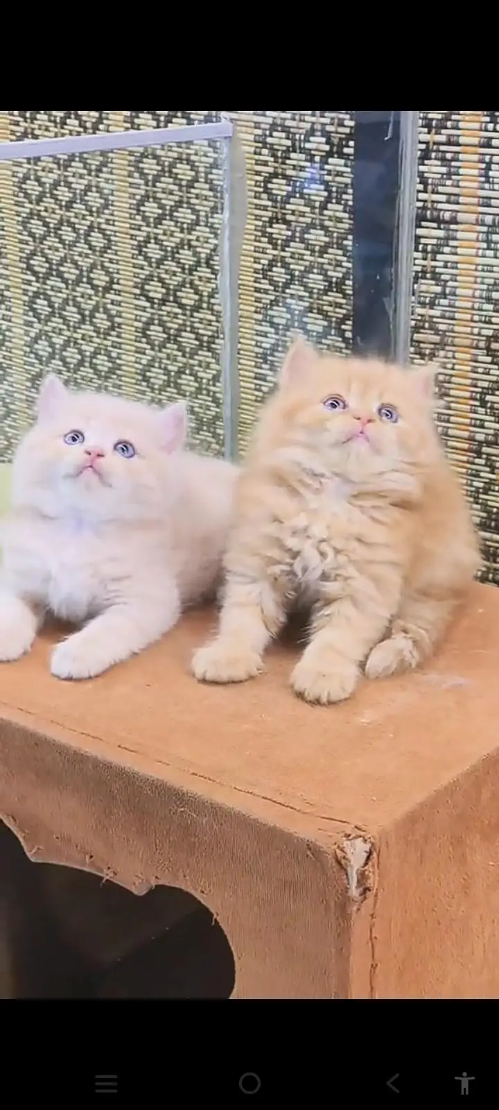 Quality Persian Punch Face cat &kittens 03476305771 WhatsApp — photo 2