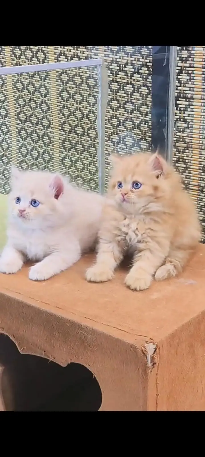 Quality Persian Punch Face cat &kittens 03476305771 WhatsApp — photo 3