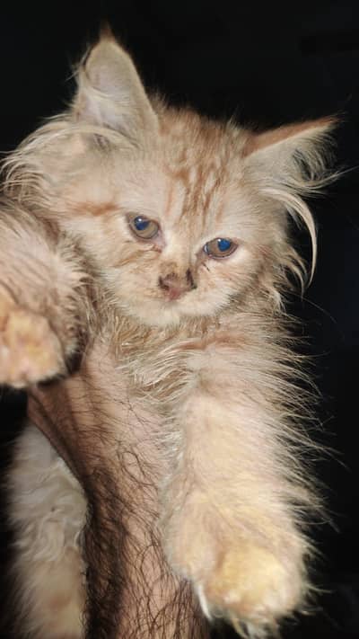 2 persian kittens for sale