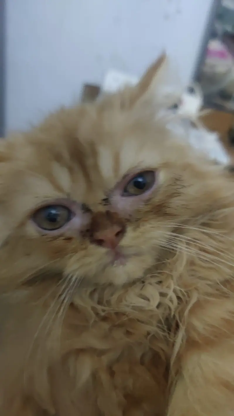 2 persian kittens for sale — photo 2