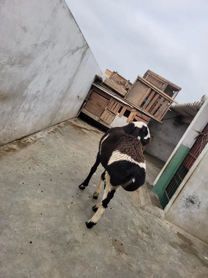 ablaq dumba — photo 3