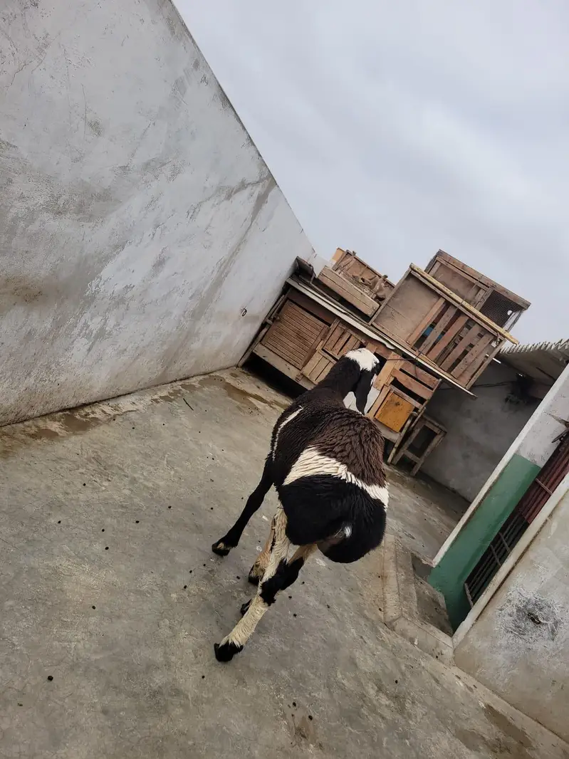 ablaq dumba — photo 5