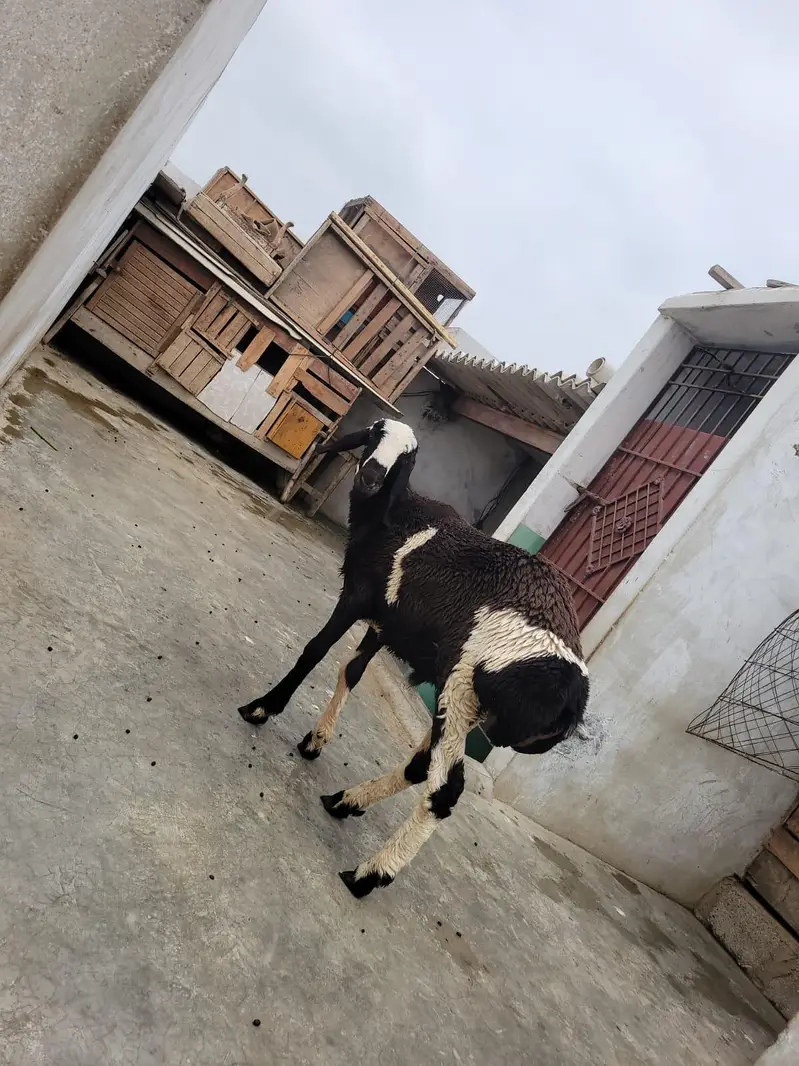 ablaq dumba — photo 6