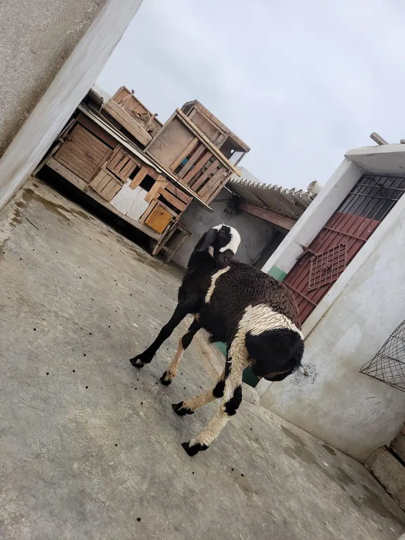 ablaq dumba — photo 7