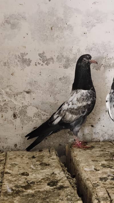 20 Baby pigeons for sale. 2000/ PAAR  Golden, Teddy, cross. Ferozpuri,